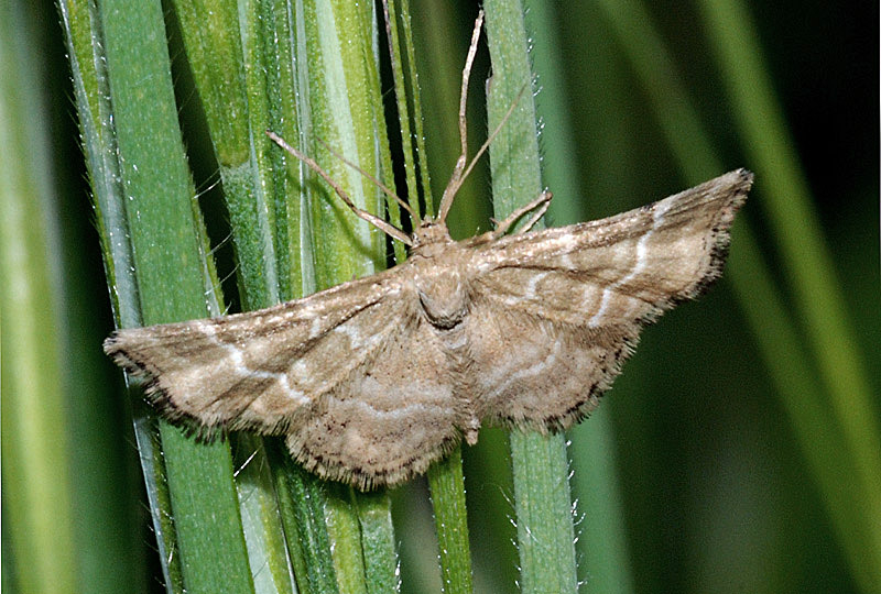 Emmiltis pygmaearia- maschio e femmina